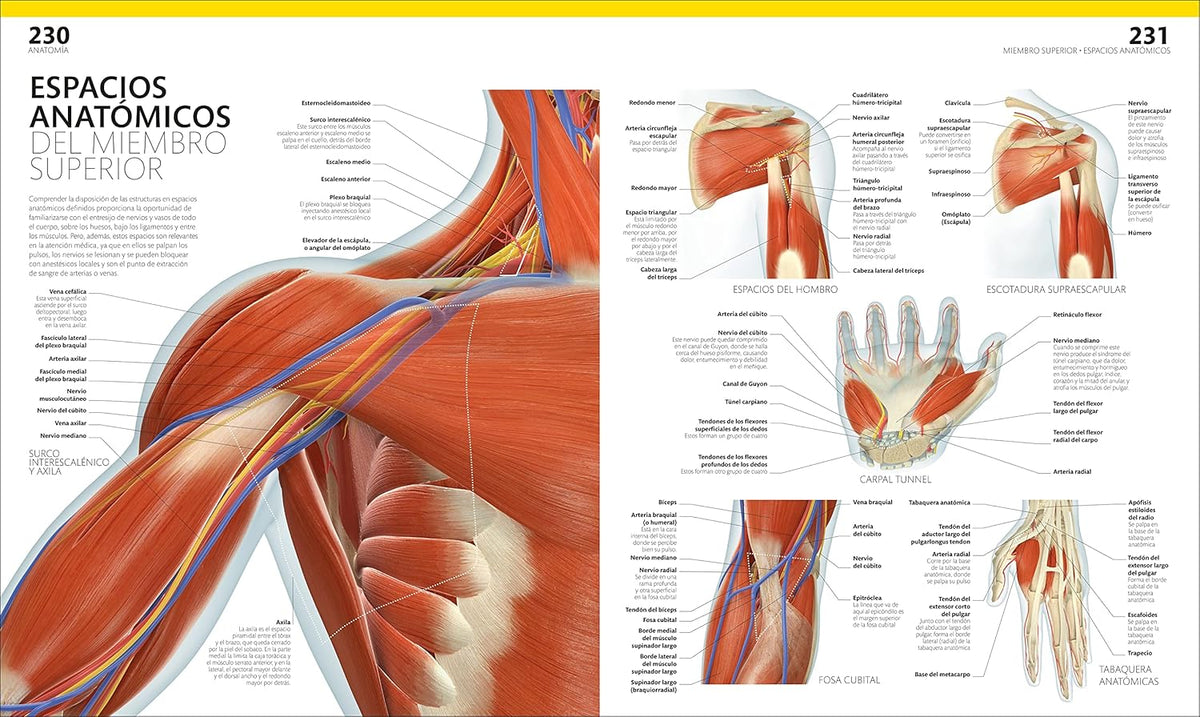 El Gran Libro Del Cuerpo Humano — sistemas del cuerpo explicados