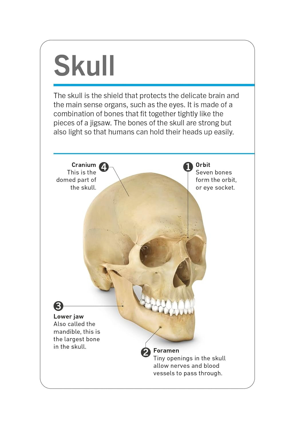 Anatomy Flash Cards — visual learning set of the human body with detailed pictures and terms