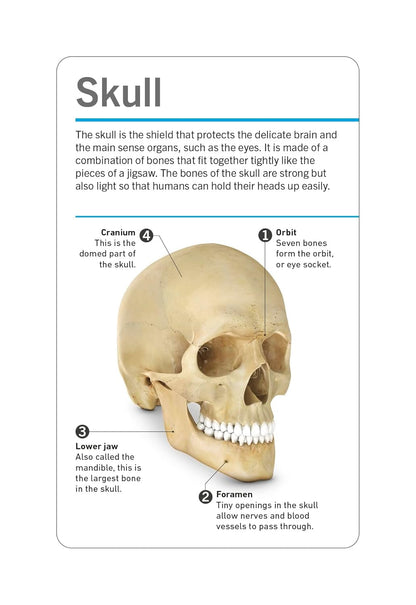 Anatomy Flash Cards — visual learning set of the human body with detailed pictures and terms