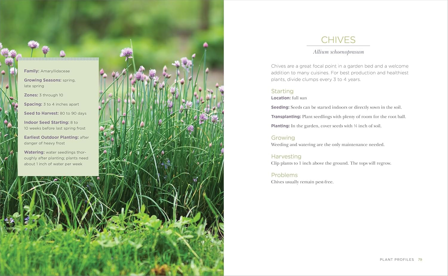 Raised-Bed Gardening for Beginners: Your Guide to Growing Sustainability and Self-Sufficiency