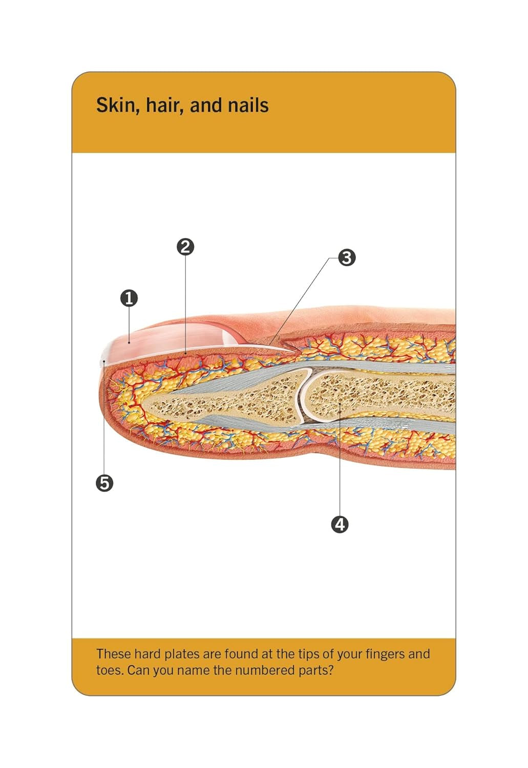 Visual anatomy learning cards for students studying the human body