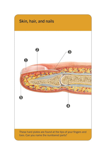 Visual anatomy learning cards for students studying the human body