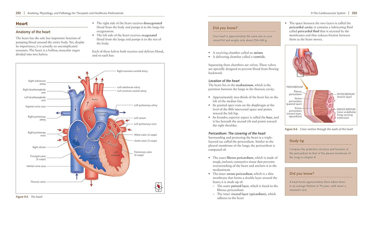 Clear and accessible anatomy reference covering the body's systems