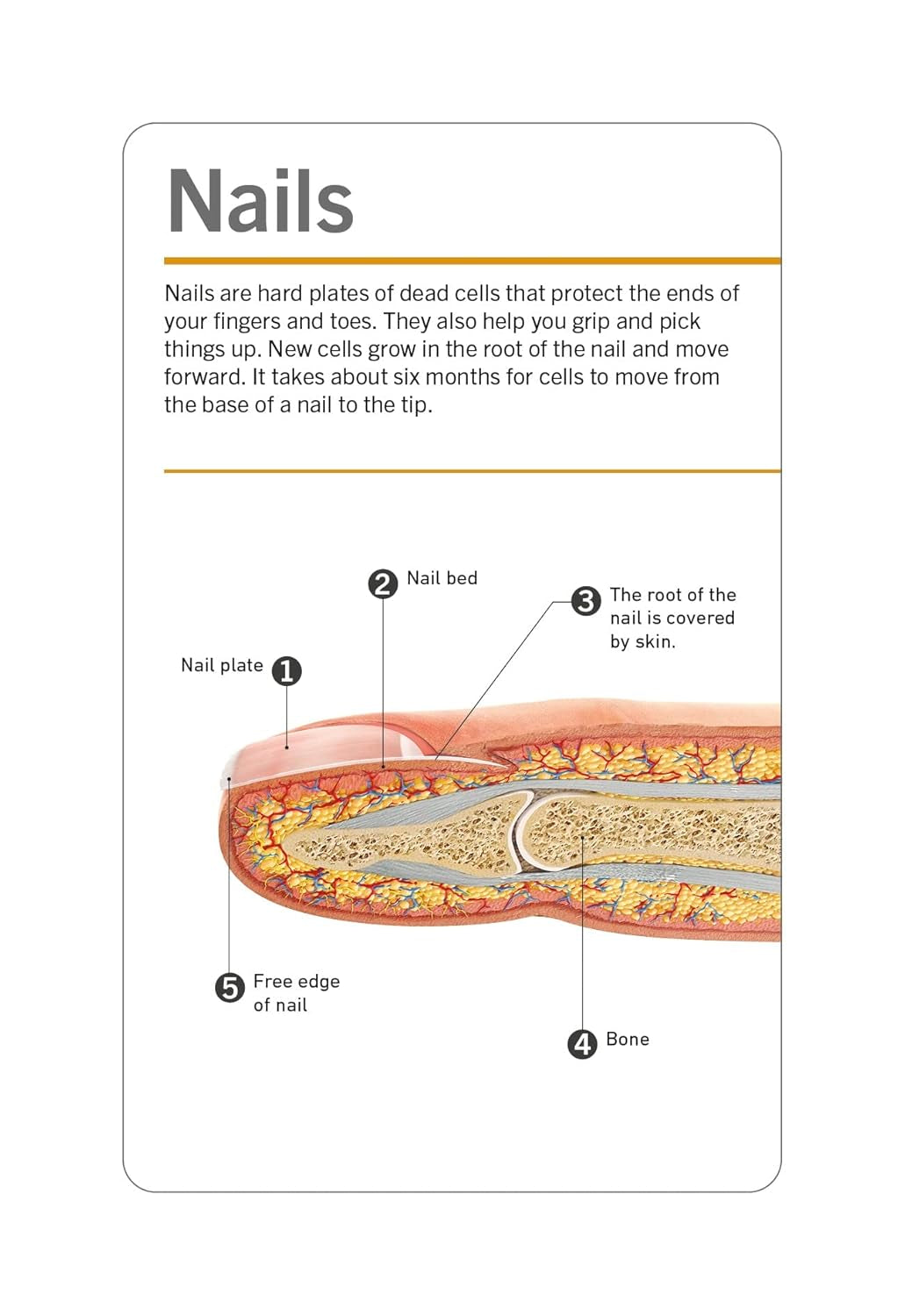 Anatomy flash cards with anatomical terms printed alongside each picture