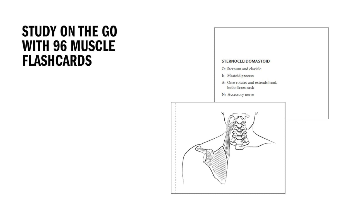 Realistic medical illustrations to colour in for anatomy revision