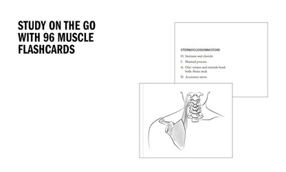 Realistic medical illustrations to colour in for anatomy revision