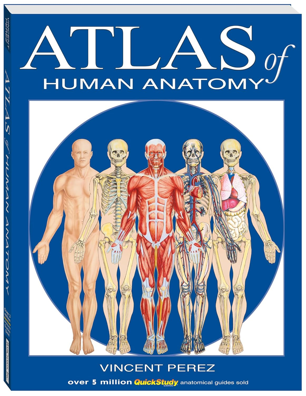 Atlas of the Human Anatomy: a Quickstudy Reference