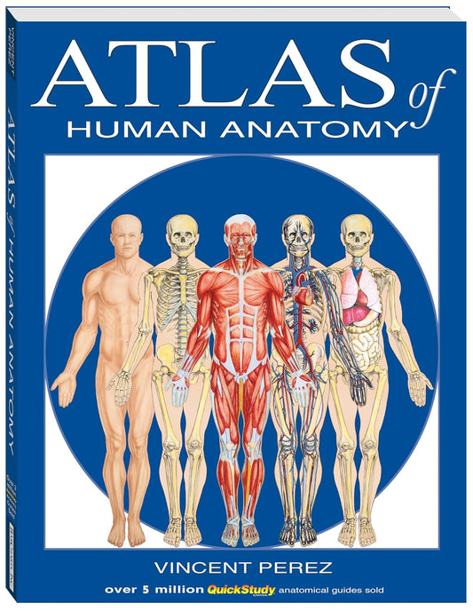 Atlas of the Human Anatomy: a Quickstudy Reference
