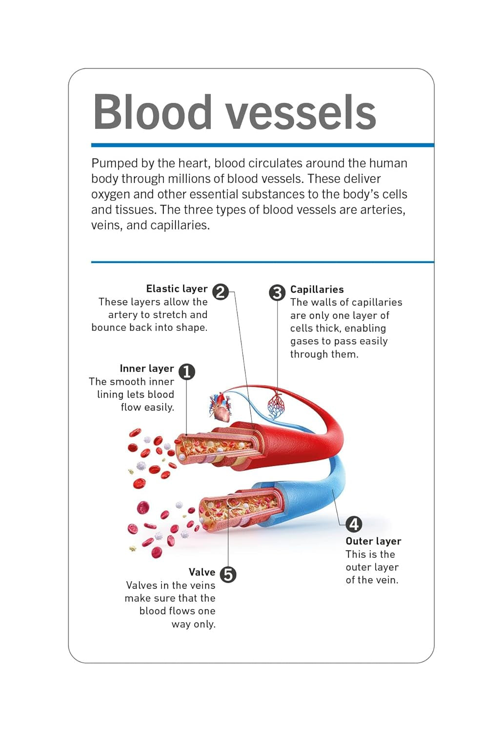 Anatomy picture cards covering the body's major systems