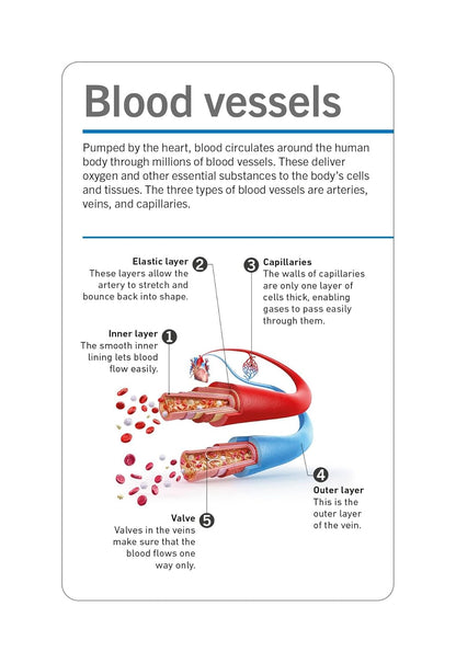 Anatomy picture cards covering the body's major systems
