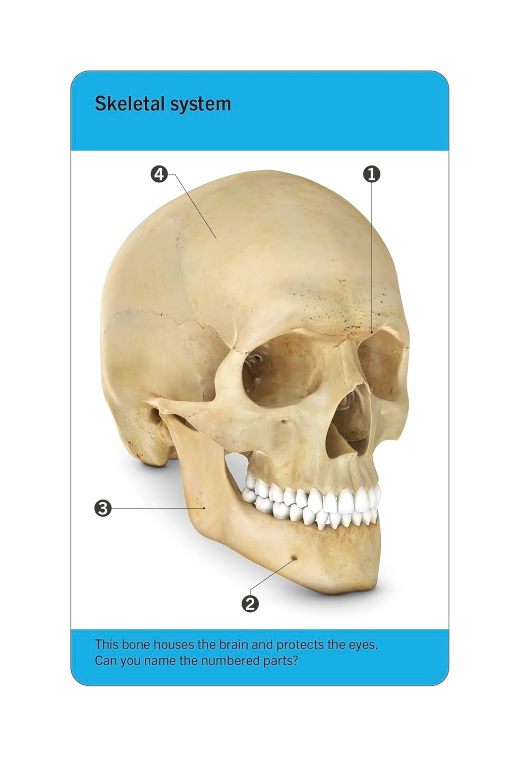 Human body flash card deck with labelled illustrations for self-testing