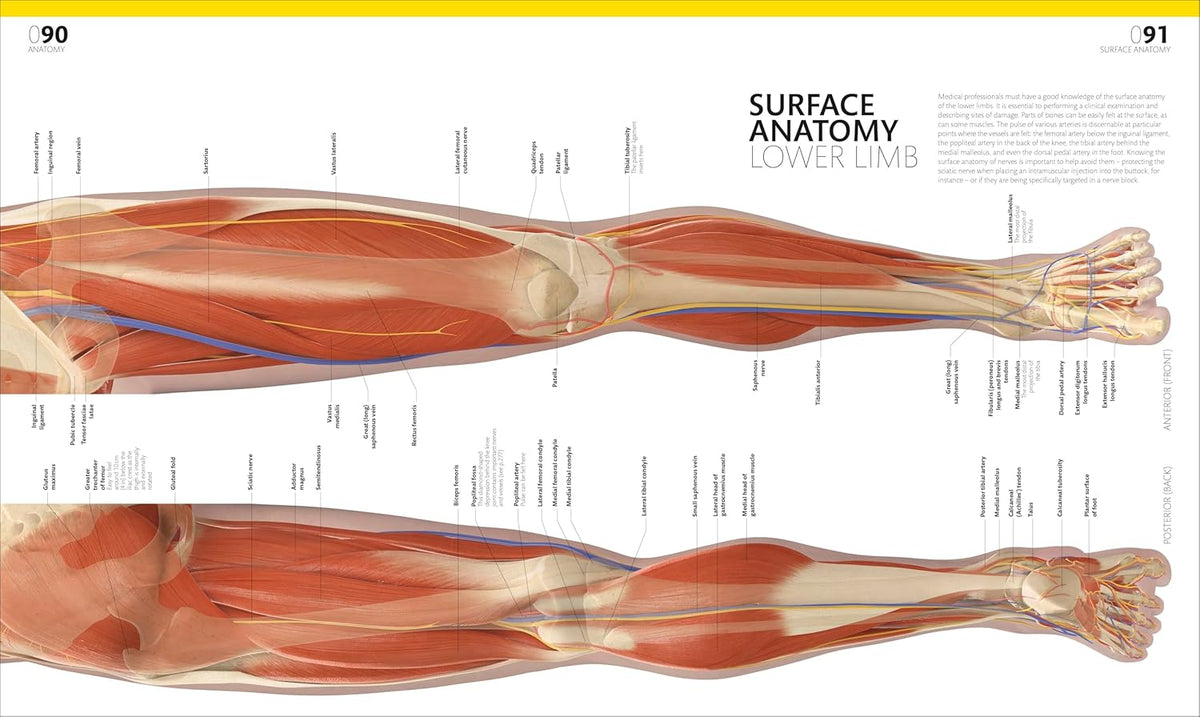 The Complete Human Body: the Definitive Visual Guide (DK Human Body Guides)