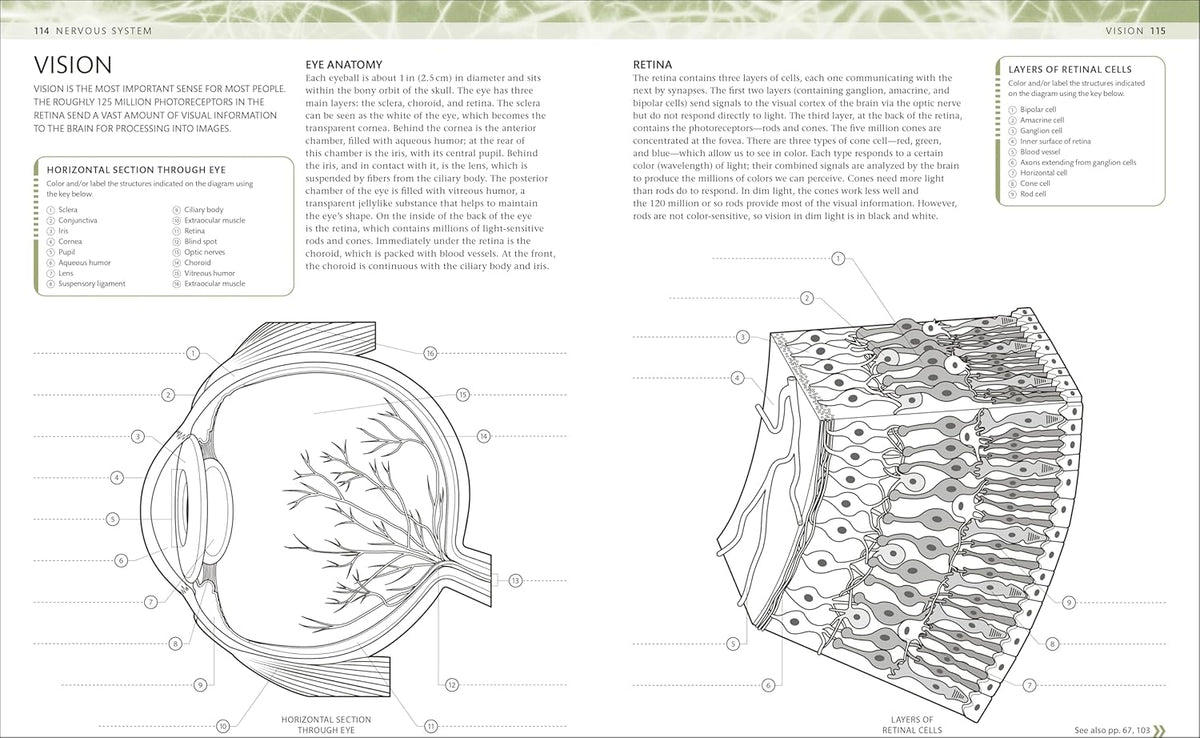 Anatomy study guide you colour in to learn where each structure sits