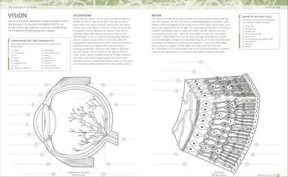 Anatomy study guide you colour in to learn where each structure sits