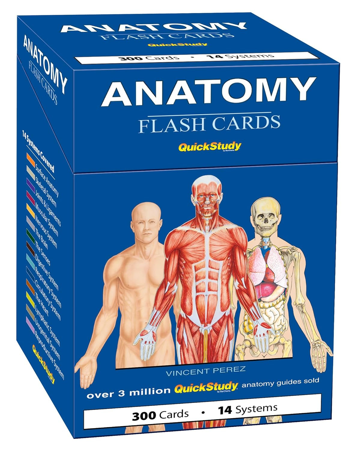 Inside the QuickStudy anatomy card deck