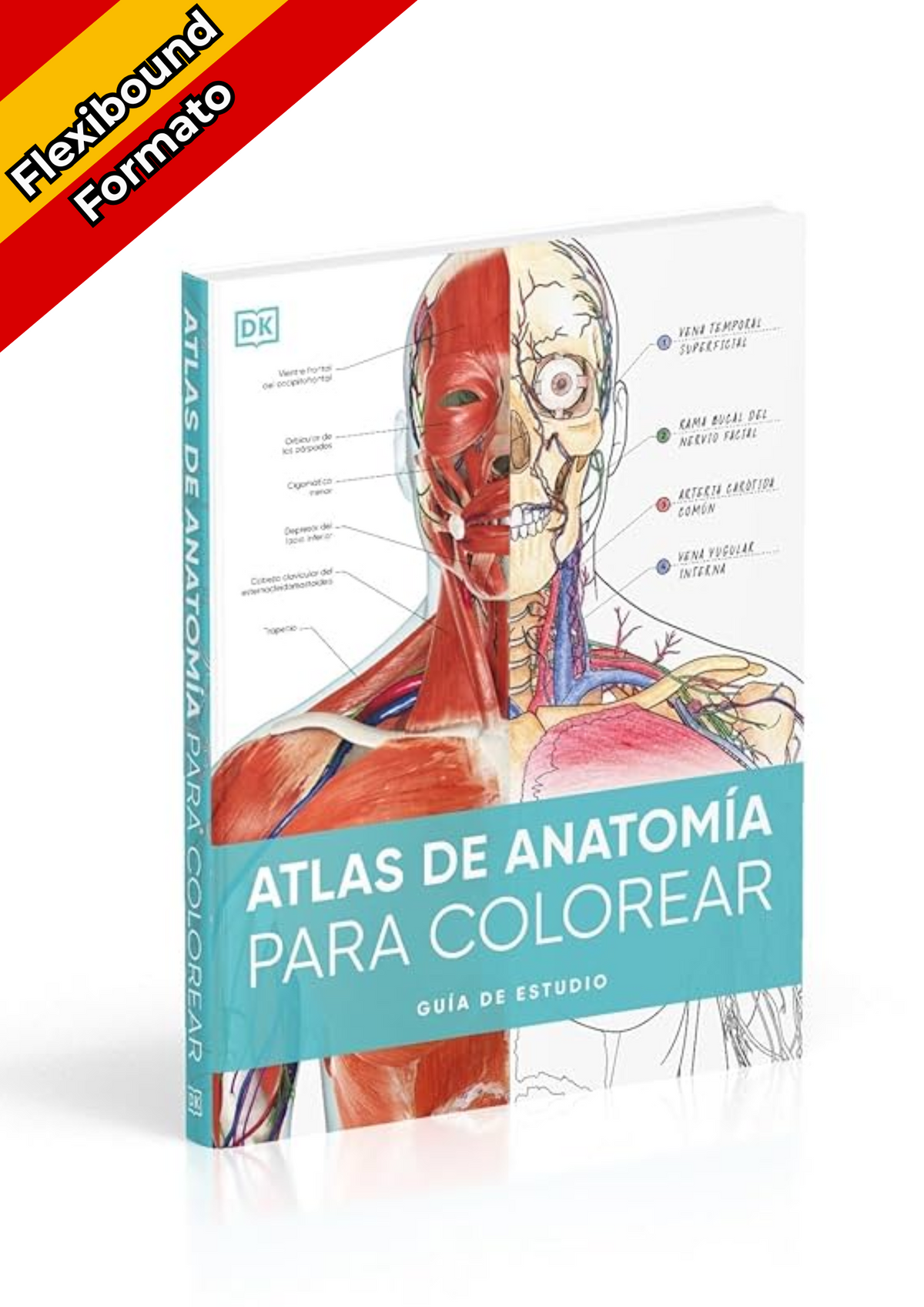 Atlas De Anatomía Para Colorear — guía de estudio del cuerpo humano en español