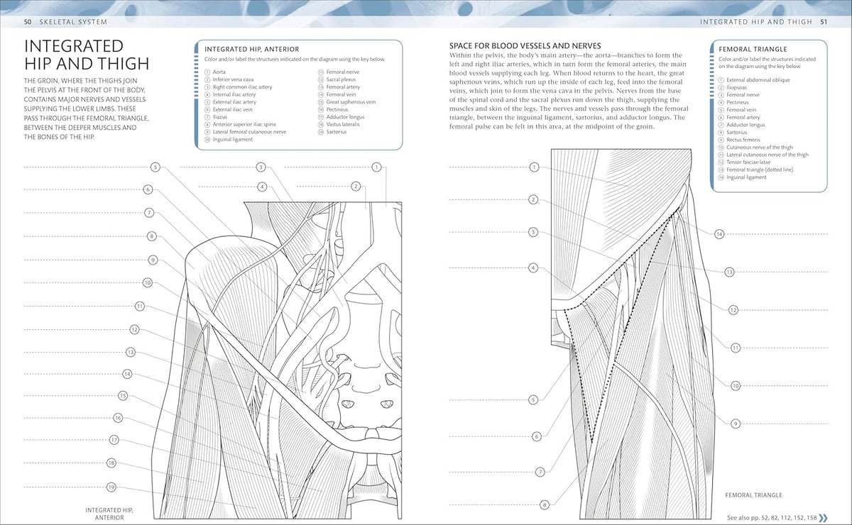 The Human Body Coloring Book by DK — the ultimate anatomy study guide, second edition