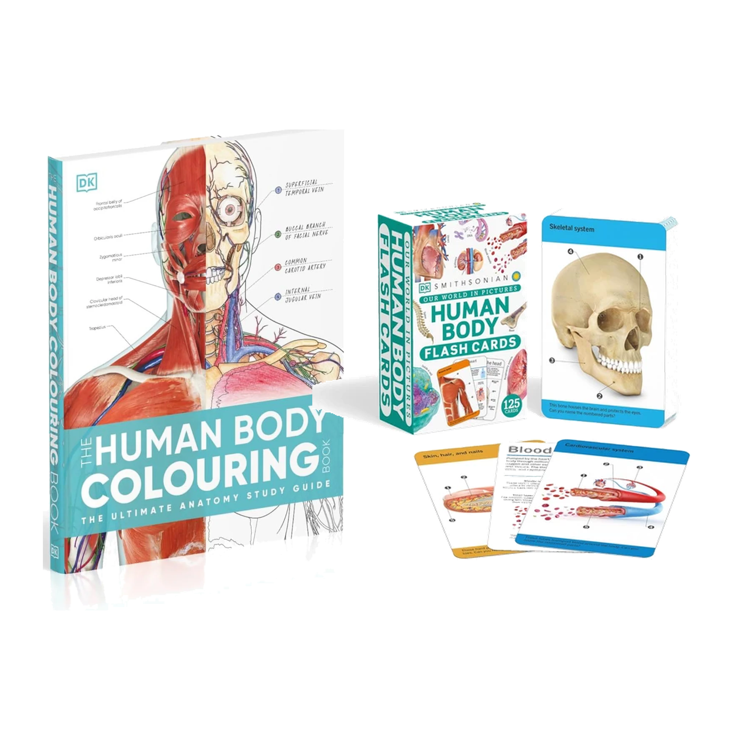 Anatomy Study Duo – Human Body Coloring Book + Anatomy Flash Cards | 2-Piece Med & Nursing Student Set