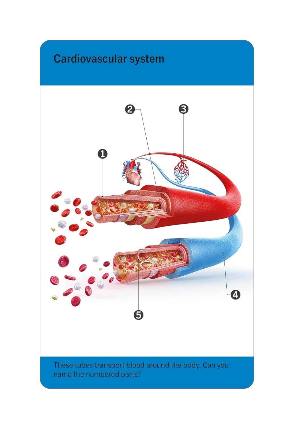 Illustrated anatomy flash cards sized to carry in a bag or backpack