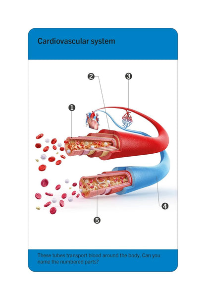 Illustrated anatomy flash cards sized to carry in a bag or backpack