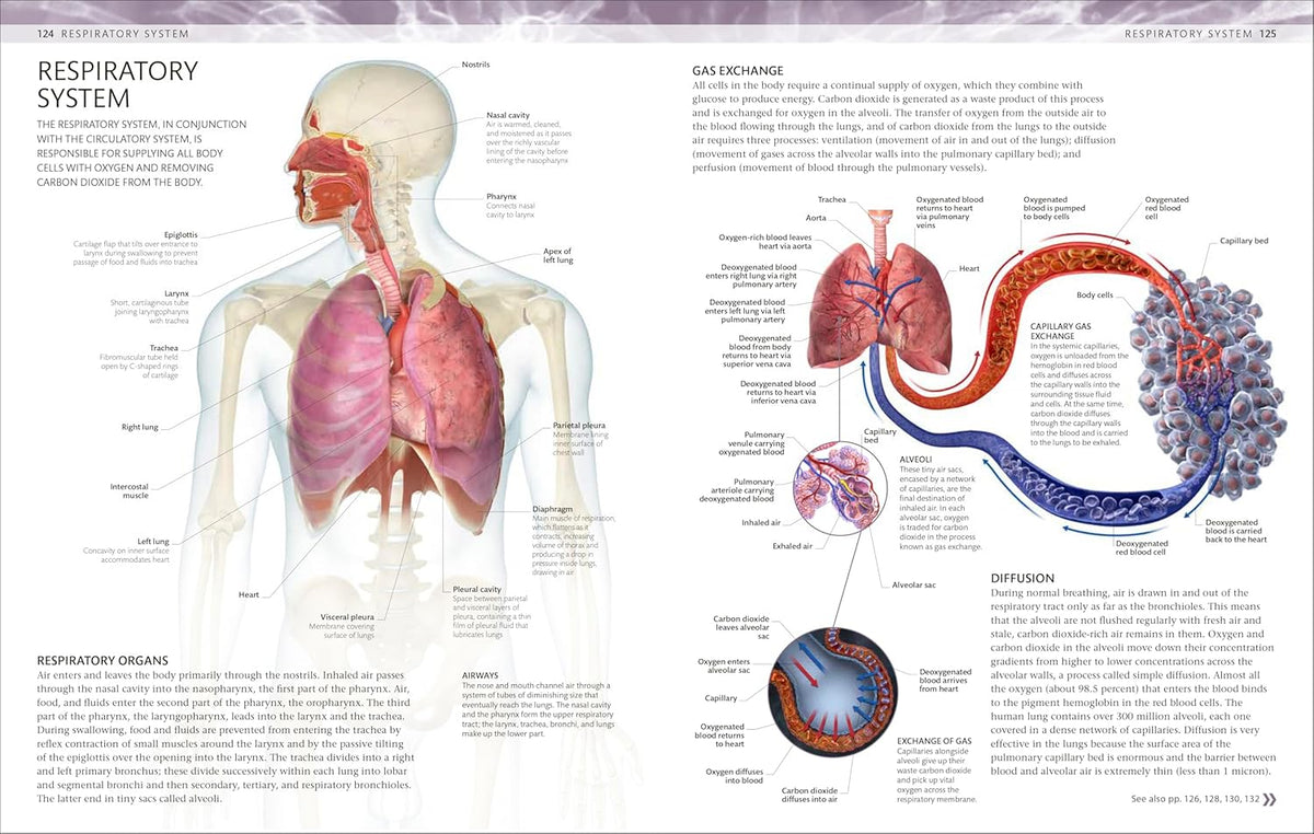 Human body colouring book for anatomy revision and active recall