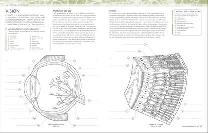 Atlas De Anatomía Para Colorear (The Human Body Coloring Book): Guía De Estudio (Spanish Edition)