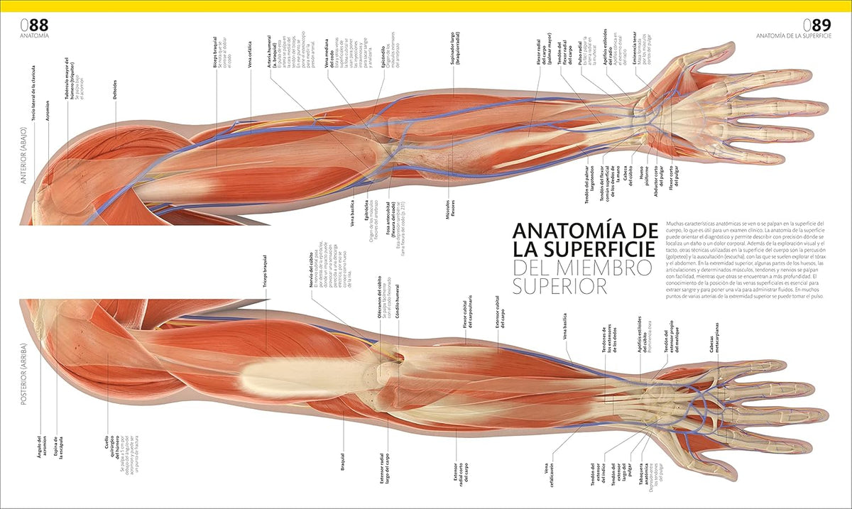 Libro ilustrado de anatomía humana en español, edición DK