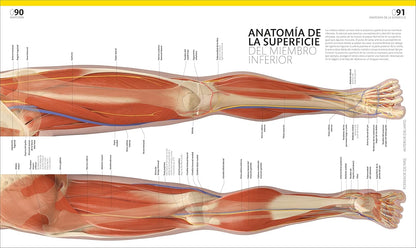 Guía completa del cuerpo humano con ilustraciones a todo color