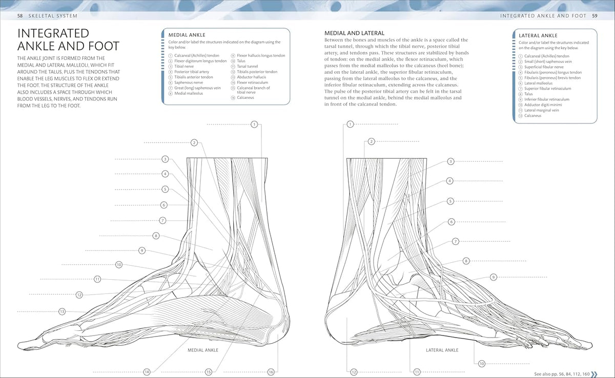 DK anatomy colouring book with labelled diagrams across the body's systems
