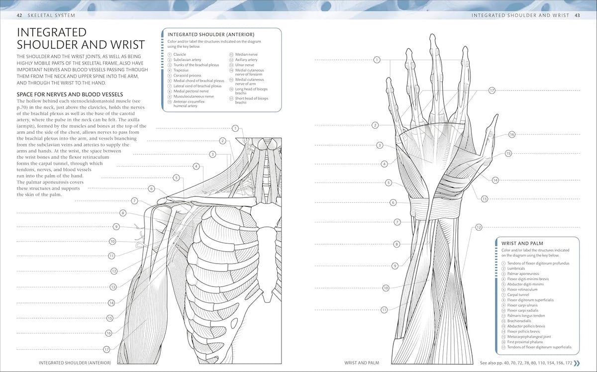 Labeled anatomy diagrams inside the coloring book